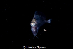 Larval Stage Surgeonfish on a Night Dive by Henley Spiers 